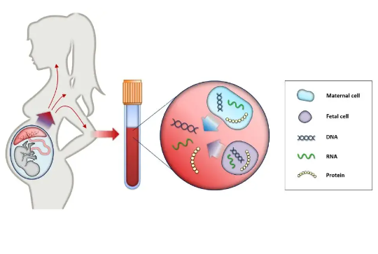 香港无创DNA检查：守护胎儿健康图片